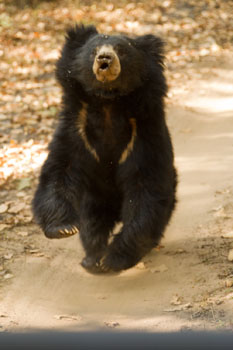 sloth bear